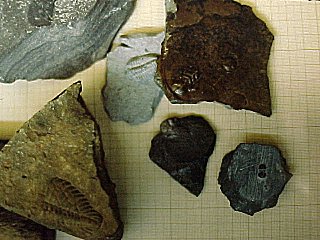 arthropod fossils