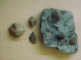 brachiopod fossils