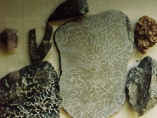 coral fossils