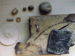 echinoderm fossils