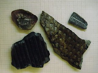 fern-like fossils