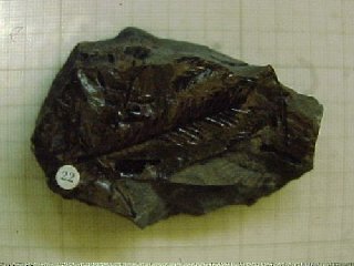 conifer fossil