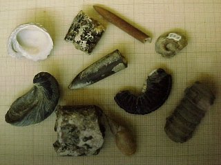 mollusk fossils