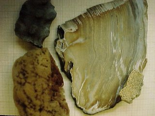 sponge-like fossils