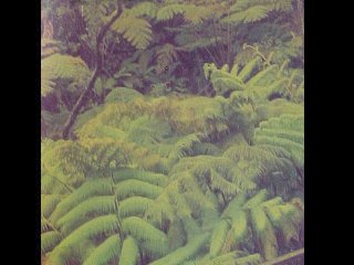 tree ferns