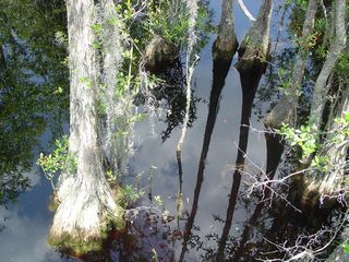Okeefenokee Swamp